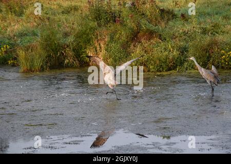 Sandhill Krane mit Flügeln Stockfoto