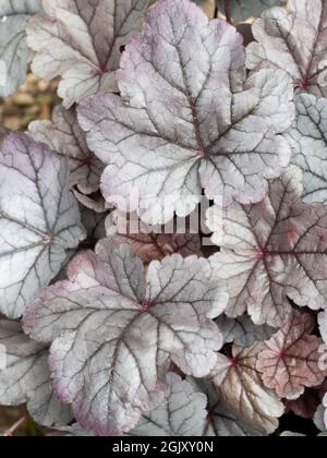 Silbriges Laub der winterharten immergrünen Staude, Heuchera 'Silver Gumdrop' Stockfoto