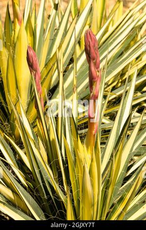 Yucca filamentosa, Adams-Nadel mit goldenem Schwert Stockfoto
