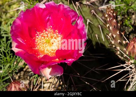 Mojave Roter Feigenkaktus Opuntia Blume Opuntia polyacantha Stachelblume Sukkulent Stockfoto