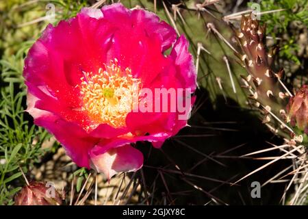 Mojave Roter Kaktus aus Kaktus mit Kaktus aus Kaktus aus Kaktus Opuntia polyacantha Stockfoto