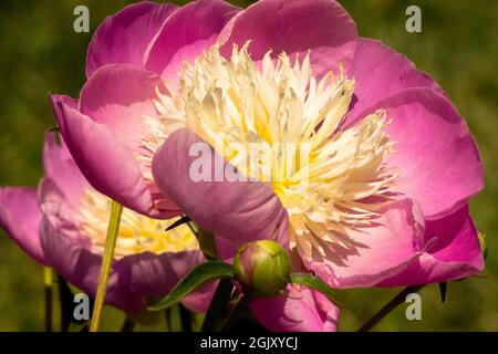 Pfingstrose 'Bowl of Love' Paeonia lactiflora Blume Stockfoto