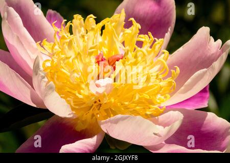 Pfingstrose aus der Nähe Paeonia lactiflora 'Kabata' Stockfoto
