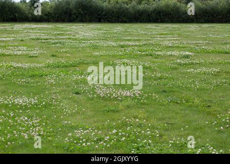 Wiese mit großen Flecken von weißem Kleeblatt (Trifolium repens) Stockfoto