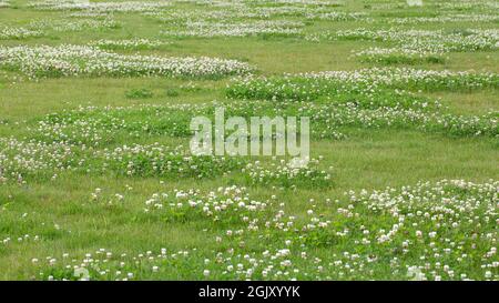 Wiese mit großen Flecken von weißem Kleeblatt (Trifolium repens) Stockfoto