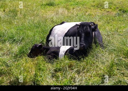 Bewachsene Kuh mit jungem Kalb, das in hohem Gras ruht Stockfoto