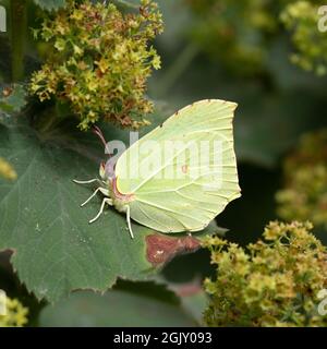 Erwachsenes Männchen des Schmetterlings gewöhnlicher Schwefel (Gonepteryx rhamni), der auf dem Frauenmantel ruht (Alchemilla mollis) Stockfoto