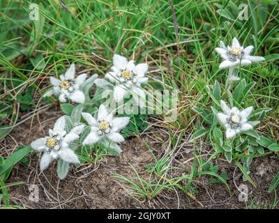 Viele alpine Bergblumen Leontopodium alpinum (das Mutterkraut) in den Bucegi Bergen, Rumänien. Seltene geschützte Bergblumen auf dem Feld Stockfoto