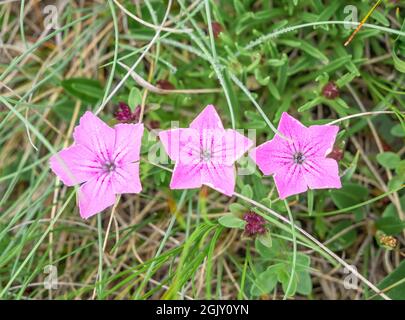 Drei rosa kleine Blüten Dianthus alpinus, das alpine Pink im Bucegi-Gebirge, Rumänien. Rosa Blüten in der grünen Wiese Stockfoto