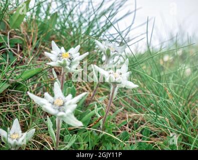 Viele alpine Bergblumen Leontopodium alpinum (das Mutterkraut) in den Bucegi Bergen, Rumänien. Seltene geschützte Bergblumen auf dem Feld Stockfoto