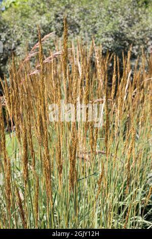 Sorghastrum nutans Indian Grass. Stockfoto