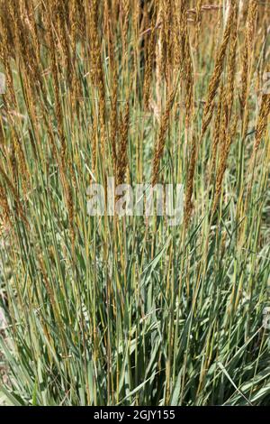 Sorghastrum nutans Indian Grass. Stockfoto