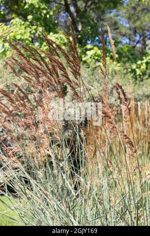 Sorghastrum nutans 'Red Spike' Indianergras. Stockfoto