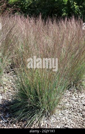 Schizachyrium scoparium 'Minnbluegrass'. Stockfoto