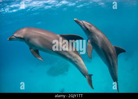 Einige Indo-pazifische Tümmler (Tursiops aduncus) schwimmen im Blau Stockfoto