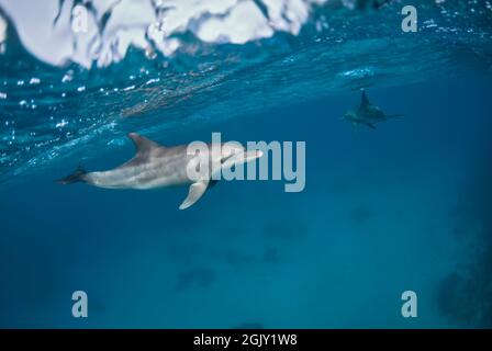 Indopazifische Tümmler (Tursiops aduncus), die unter der Meeresoberfläche in einem sandigen Grund schwimmen Stockfoto