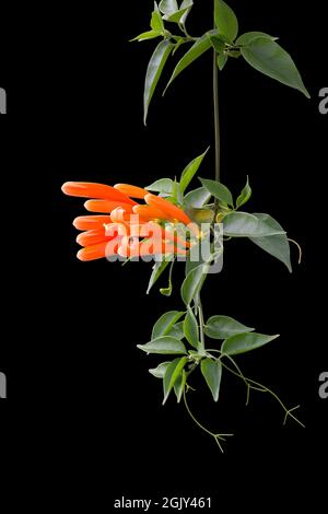 Orange Trompete Rebe oder Flamme Rebe Blume, Winter blühende Kletterer isoliert auf schwarzem Hintergrund Stockfoto