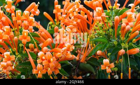 Orangefarbene Trompete- oder Flammenweinblumen, Nahaufnahme von winterblühenden Bergsteigern, aufgenommen auf geringer Schärfentiefe auf natürlichem Hintergrund Stockfoto