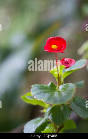 Rote Wachsbegonien oder Bettbezüge, Nahaufnahme einer Zierblume im Garten Stockfoto