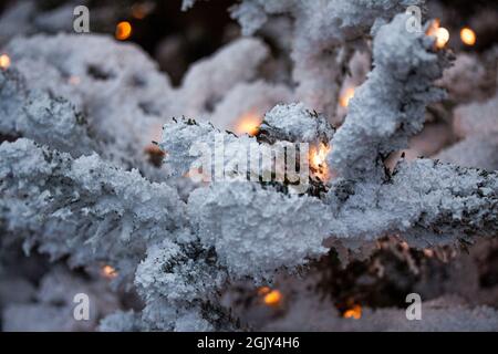 Winterdekoration Szene während des Schnees mit Lichtern zwischen den Zweigen. Selektiver Fokus auf Ast von verschneiten Bäumen. Stockfoto