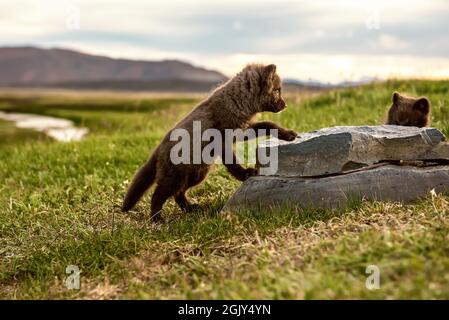Arctic fox Cub Stockfoto