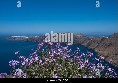 Nahaufnahme des blühenden lila Matthiola. Santorini Insel mit weißer Architektur und blauem Meer im Hintergrund. Stockfoto