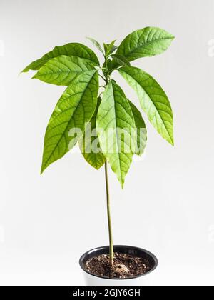 Selbstgewachsene Avocado mit grünen Blättern aus Samen auf weißem Hintergrund. Vorderansicht Stockfoto