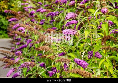 Anzahl der Buddleja davidii Büsche, auch bekannt als Schmetterlingsbüsche, mit violetten Blüten, an einem Sommertag Stockfoto