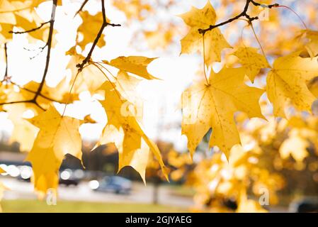 Natur im Herbst. Gelbe Ahornblätter an einem Baumzweig an einem sonnigen Tag. Stockfoto