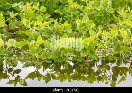 Sojabohnenpflanzen in überschwemmten Feldern. Konzept der Feldflutung, Ernteschäden und Ernteversicherung. Stockfoto