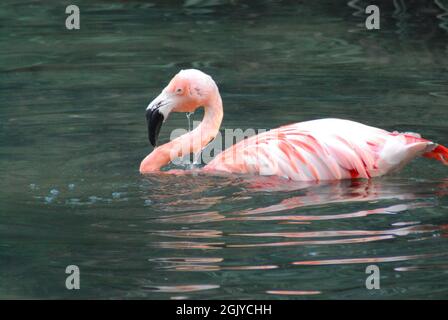 Extreme Nahaufnahme eines wunderschönen Flamingo, der gerade seinen Kopf an die Oberfläche gebracht hat, nachdem er in einem südafrikanischen See unter Wasser gefüttert wurde. Stockfoto