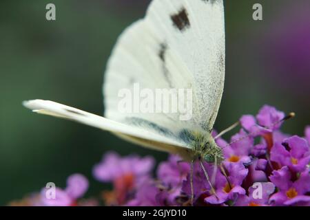 Extreme Nahaufnahme eines weißen Schmetterlings auf einem lila Schmetterlingsbusch. Der Schmetterling ist ein grün-adernes Weiß /Pieris napi oder kleines Weiß / Pieris rapae Stockfoto