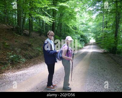 Walkers in the Forest of Dean Gloucestershire UK Track Stand Stand im Wald beobachten Cap hat rosa Lane Sonnenlicht Bäume sehen erstaunliche Vision Stick Stockfoto