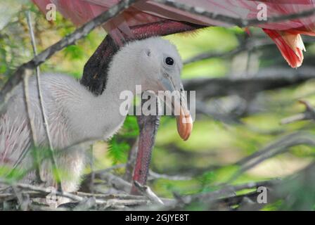 Extreme Nahaufnahme eines niedlichen wilden Roseate-Löffelschnecks in seinem Nest mit der Mutter, die darüber steht. Gedreht im Everglades National Park, Florida. Stockfoto