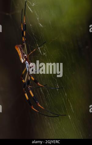 Am 27. August 2021 sitzt in Alabama, USA, eine goldene Seidenrautenweberspinne im Zentrum ihres Netzes. Stockfoto