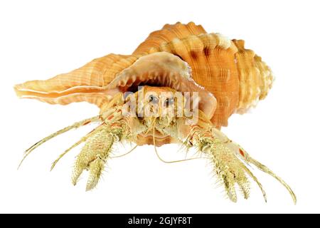 Einsiedlerkrebs (dardanus sp.) in Birne triton (cymatium pyrum) von den Philippinen isoliert auf weißem Hintergrund Stockfoto