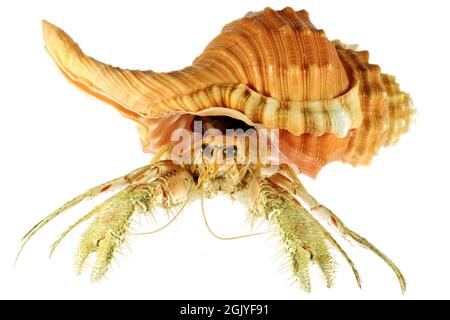 Einsiedlerkrebs (dardanus sp.) in Birne triton (cymatium pyrum) von den Philippinen isoliert auf weißem Hintergrund Stockfoto