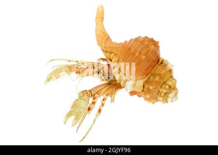 Einsiedlerkrebs (dardanus sp.) in Birne triton (cymatium pyrum) von den Philippinen isoliert auf weißem Hintergrund Stockfoto