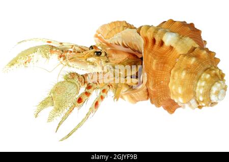 Einsiedlerkrebs (dardanus sp.) in Birne triton (cymatium pyrum) von den Philippinen isoliert auf weißem Hintergrund Stockfoto