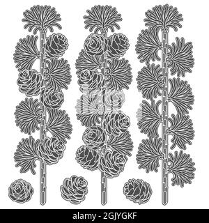 Set von Schwarz-Weiß-Bildern von Lärchenzweigen und Kegeln. Isolierte Vektorobjekte auf weißem Hintergrund. Stock Vektor