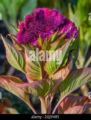 Cockscomb Blume, Celosia cristata im Garten Stockfoto