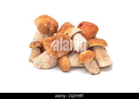 Boletus edulis Pilze auf weißem Hintergrund Stockfoto