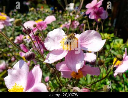 Honigbiene Pollen sammeln, Berlin, Deutschland Stockfoto