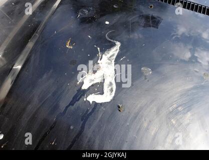 Vogelkot im Auto, Berlin Stockfoto