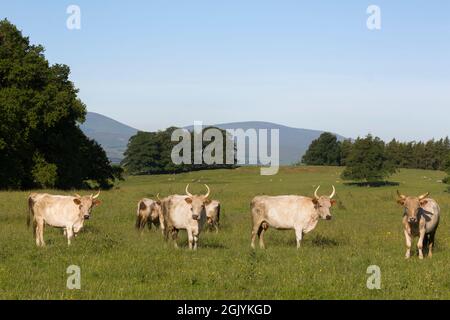 'Wild' weiße Chillingham Rinder, Chillingham Park, Northumberland, UK Stockfoto