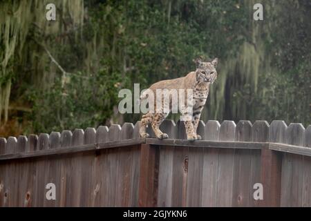 Bobcat auf einem Zaun Stockfoto