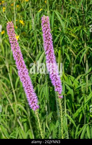 Blütenstände von Liatris pycnostachya (Blazing Star) im britischen Garten im September Stockfoto