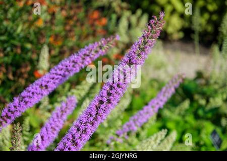 Blütenstände von Liatris pycnostachya (Blazing Star) im britischen Garten im September Stockfoto