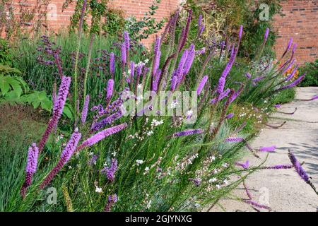 Blütenstände von Liatris pycnostachya (Blazing Star) im britischen Garten im September Stockfoto