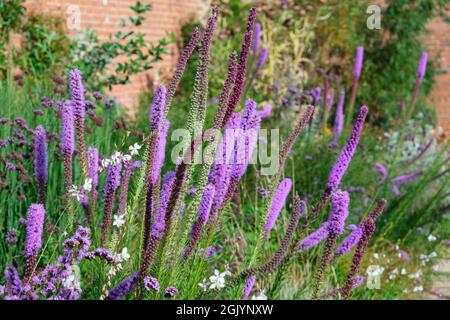 Blütenstände von Liatris pycnostachya (Blazing Star) im britischen Garten im September Stockfoto